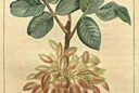 Pistachier Chaumeton 1831