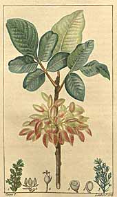 Pistachier Chaumeton 1831