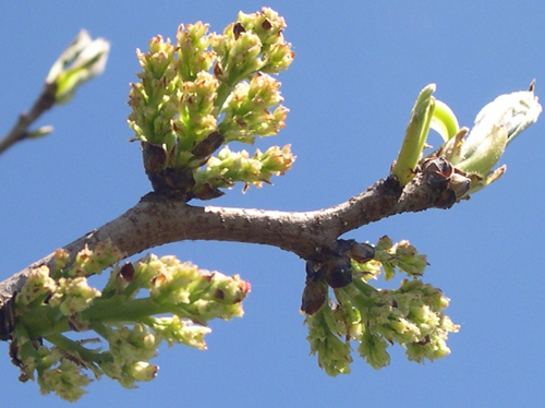 Pistachier Fleur Femelle