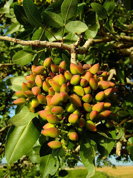 Pistachier Iran Naeinsun