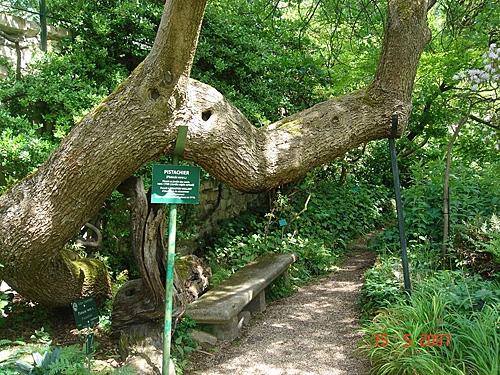 Pistachier Museum Plante Historique