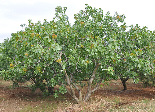 Pistacia Vera Arbre