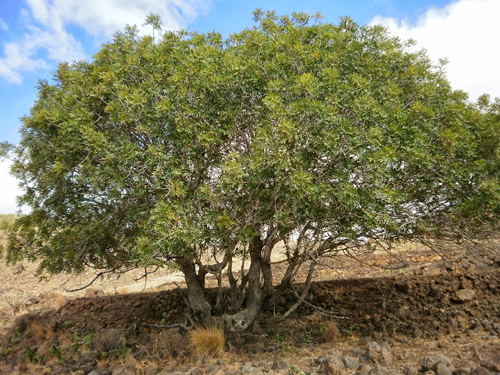 Pistacia atlantica