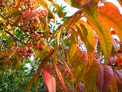 Pistacia chinensis