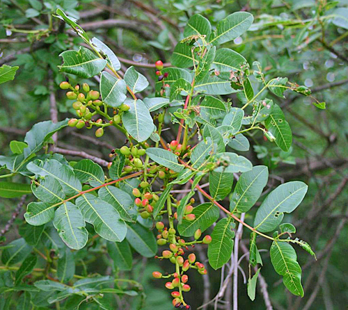 Pistacia terebinthus 1