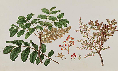 Pistacia terebinthus FloraGraeca 1840