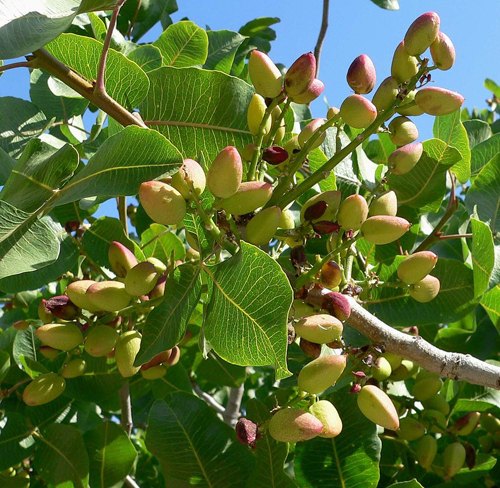 Pistacio vera Kerman StanShebs