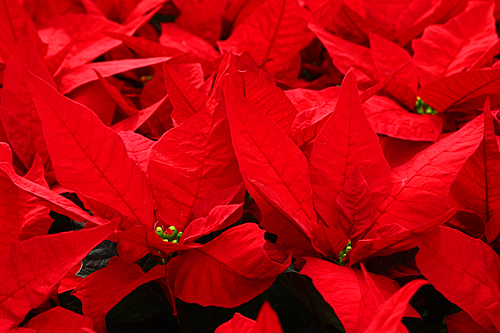 Poinsettia-JesterRed Mioulane MAP NPM 84993136