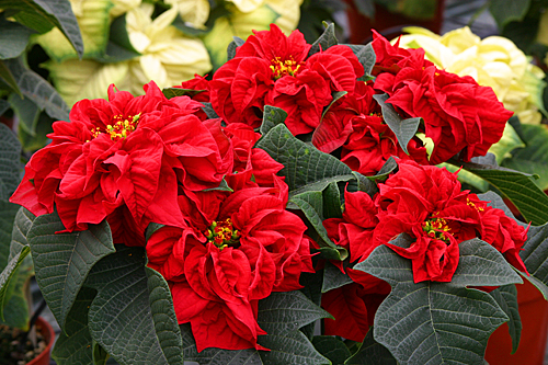 Poinsettia-Winter-Rose Mioulane MAP NPM 84993226