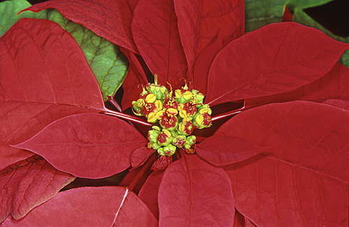 Poinsettia Fleur Mioulane MAP NPM GIP141128019