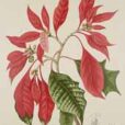 Poinsettia Hoola van Nooten 1880