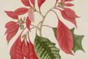 Poinsettia Hoola van Nooten 1880