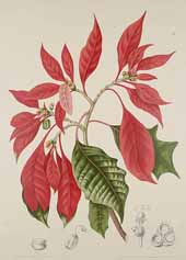 Poinsettia Hoola van Nooten 1880