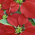 Poinsettia MAP ADE GIP141128001