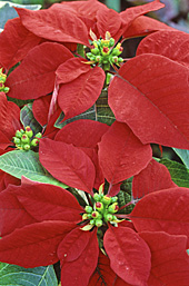 Poinsettia MAP ADE GIP141128001