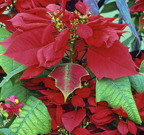 Poinsettia MAP ADE GIP141128002