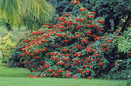 Poinsettia MAP ADE GIP141128005