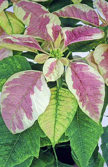 Poinsettia MarsMMarble Mioulane MAP NPM GIP141128011