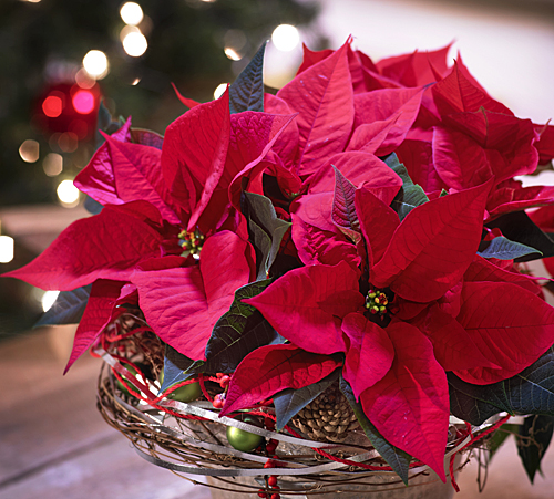 Poinsettia Noel StarsofEurope 