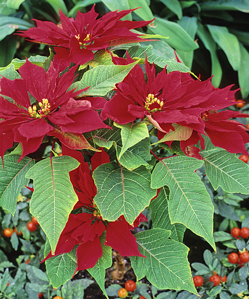 Poinsettia Oak Leaf MAP ADE GIP141128003