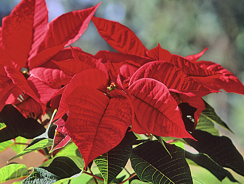 Poinsettia RedVelvet Mioulane MAP NPM GIP141128007