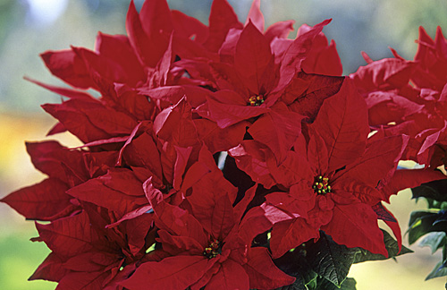 Poinsettia Red Velvet Mioulane MAP NPM GIP141128012