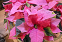 Poinsettia Starsforeurope rose