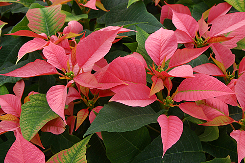 Poinsettia Succes Mioulane MAP NPM 84993131