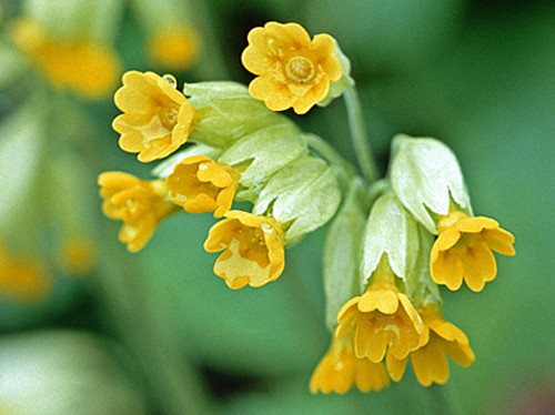 Primula Veris MAP AKU 1003310030