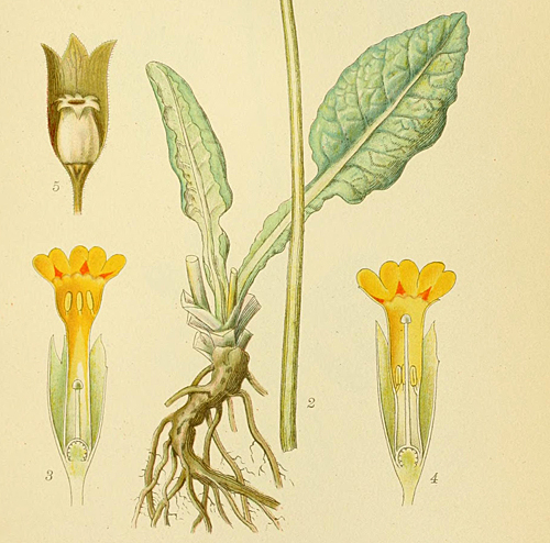 Primula veris BilderurNordensFlora 1922