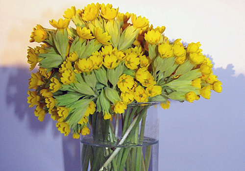 Primula veris Bouquet