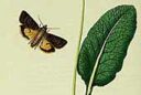 Primula veris British entomology 1823