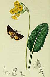 Primula veris British entomology 1823