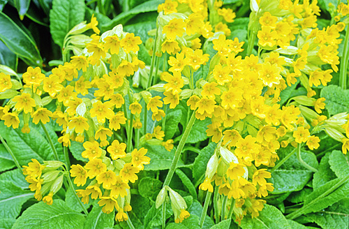 Primula veris Columnae MAP CNI GIP141113004