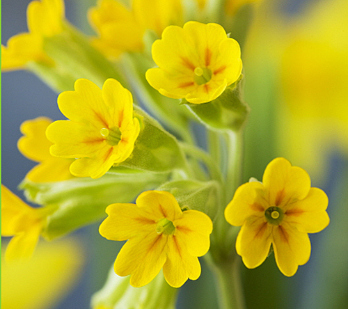 Primula veris MAP 49226 CNI