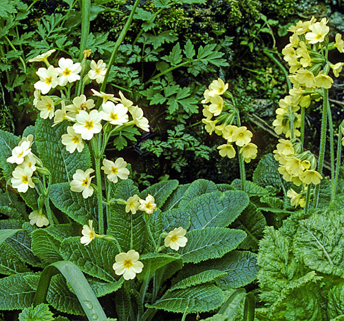 Primula veris MAP ADE GIP141113002