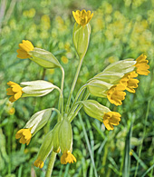 Primula veris MAP AGU GIP141113003