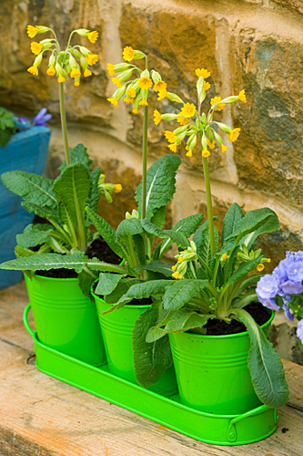 Primula veris Pot MAP 30323 CNI