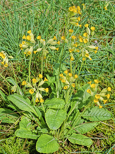 Primula veris Sauvage MAP AGU GIP0008201