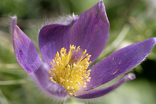 Pulsatilla vulgaris Mioulane MAP NPM 101027011