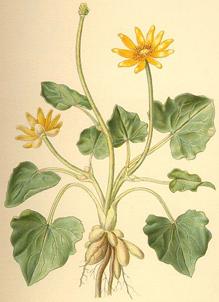 Ranunculus ficaria Lindman