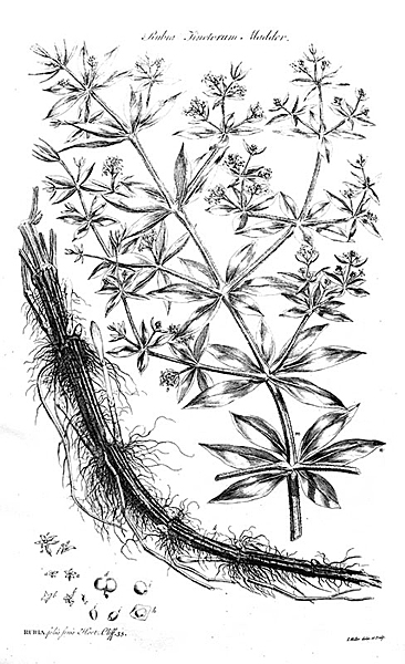 Rubia Tinctorum 1768-gardeners dictionary-rubia