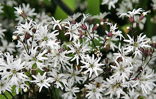 Silene Floscuculi Mioulane MAP NPM 850318375