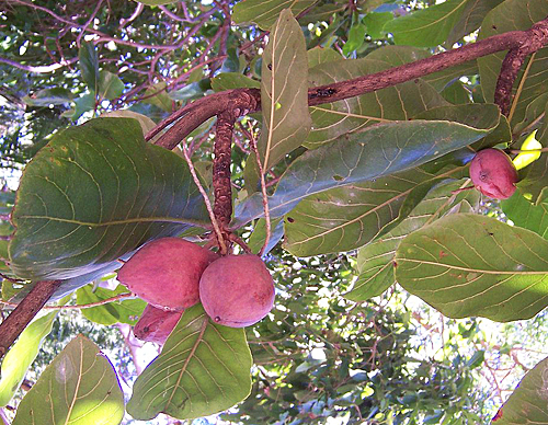 Terminalia catappa fruits