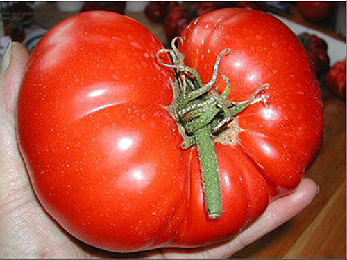 Tomate couilles de taureau 1