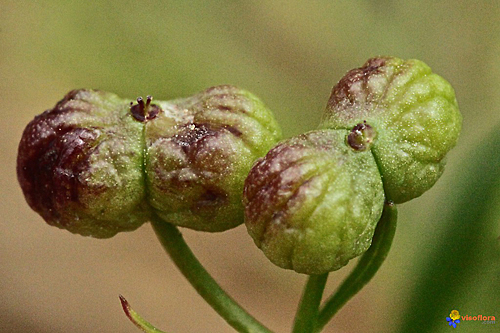 bifora-testiculata-les-fruits-visoflora-93512