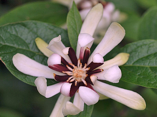 calycanthus Venus-Fleur Grosplan