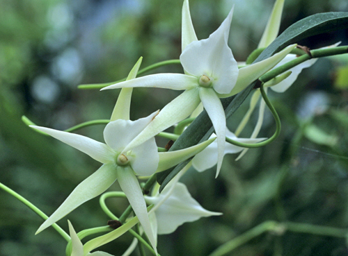 Angraecum sesquipedale MAP ADE GIP0107889