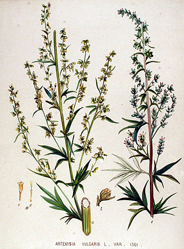 Artemisia vulgaris Flora Batava Volume v19