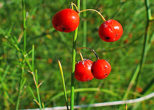 Asparagus officinalis Fruits